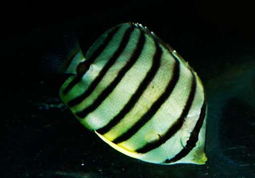 Image of Eight Banded Butterflyfish