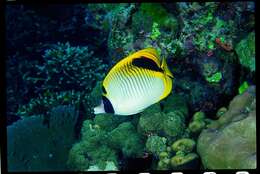 Image of Pig-face Butterflyfish