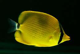 Image of Decorated Butterflyfish