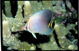 صورة Chaetodon triangulum Cuvier 1831