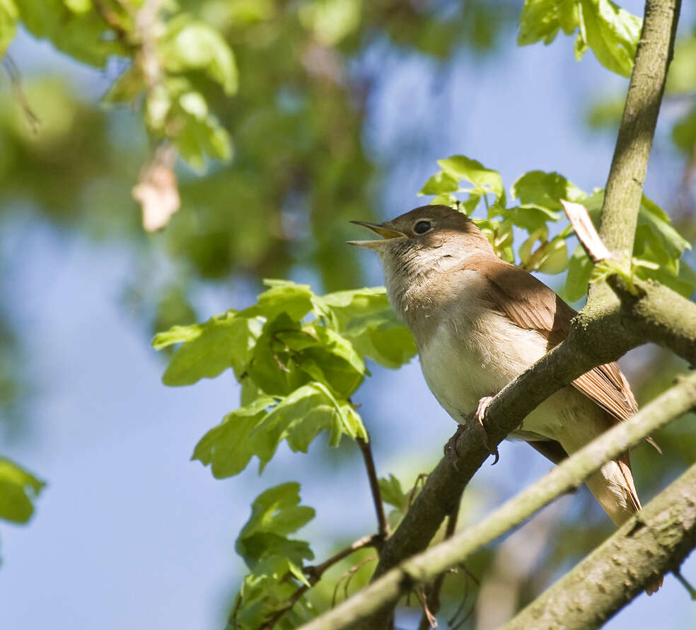 Image of nightingale, common nightingale