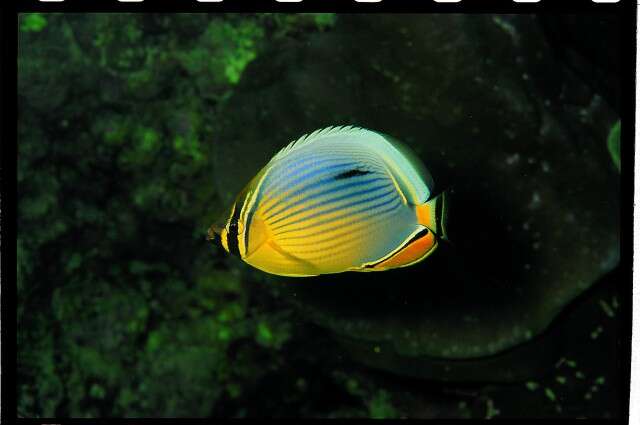 Image of Lineated Butterflyfish