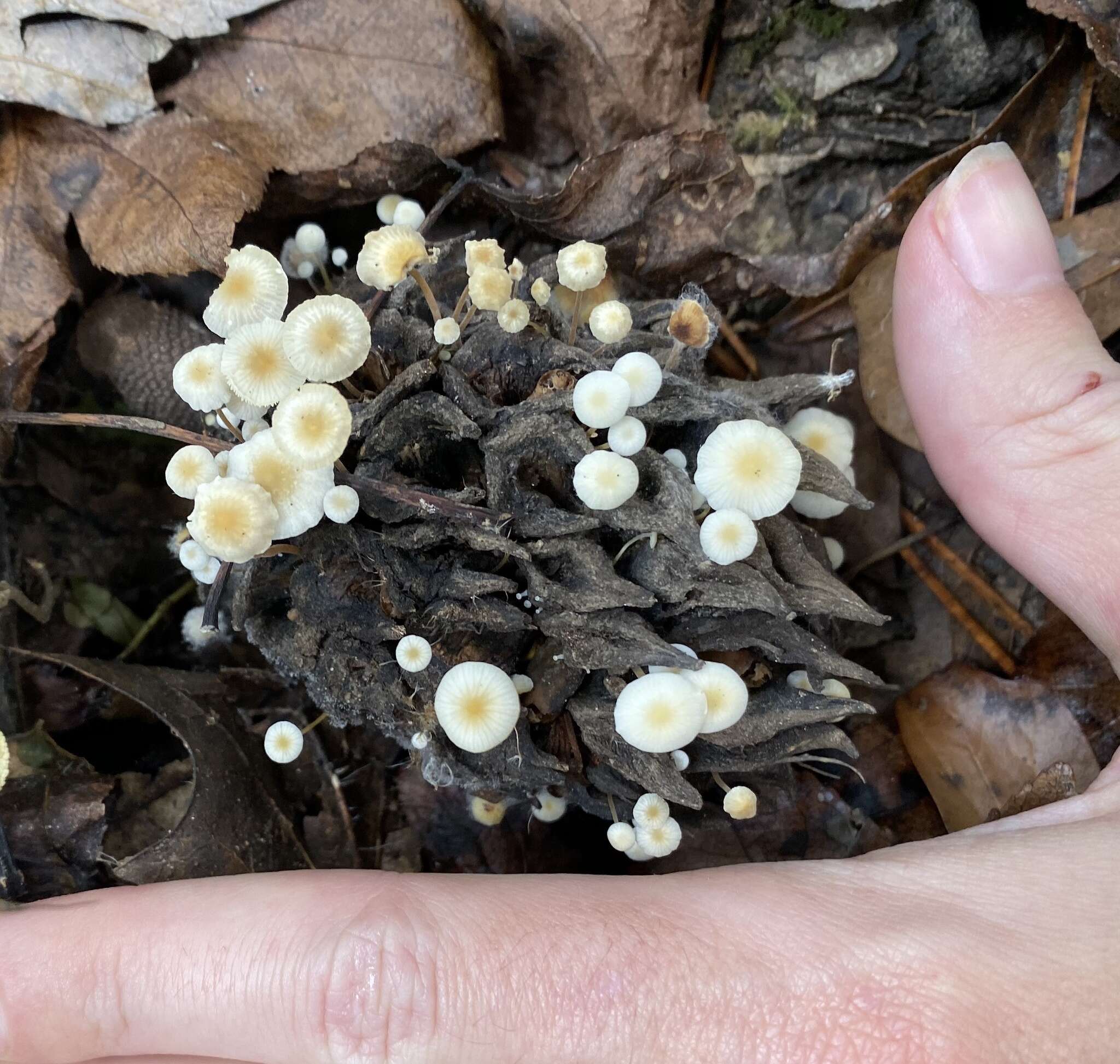 Plancia ëd Strobilurus conigenoides (Ellis) Singer 1962