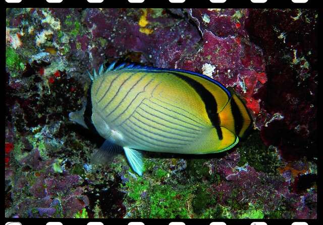 Image of Butterfly fish