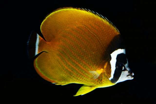 Image of Butterflyfish