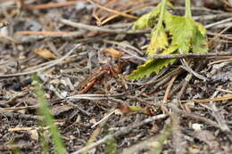 Image of Nomada imbricata Smith 1854