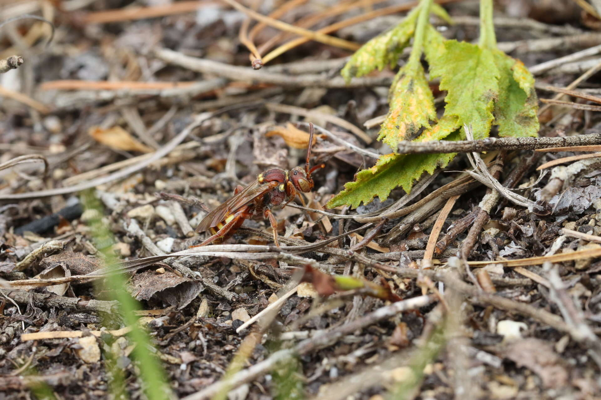 Imagem de Nomada imbricata Smith 1854