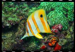 Image of Banded Longsnout Butterflyfish