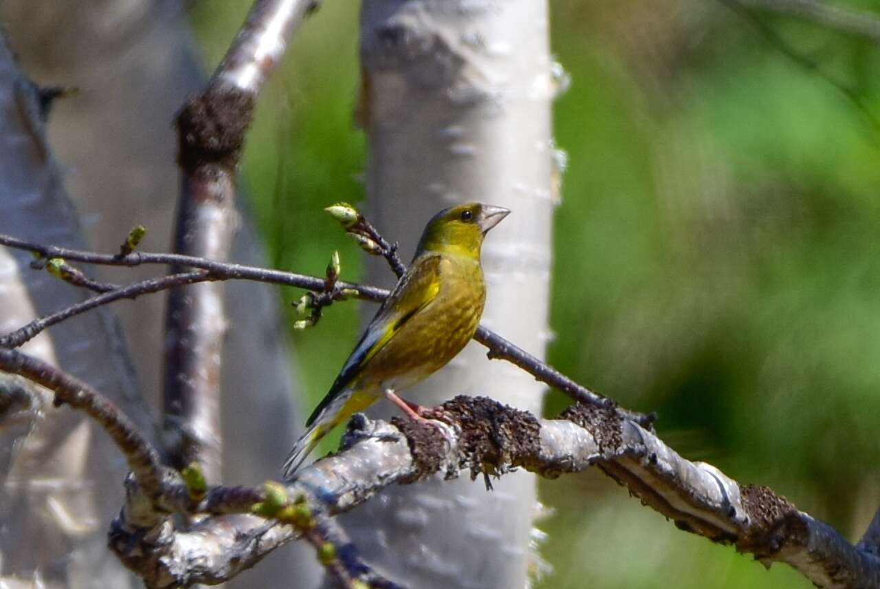 Sivun Chloris sinica kawarahiba (Temminck 1836) kuva