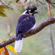 Imagem de Cyanocorax dickeyi Moore & RT 1935