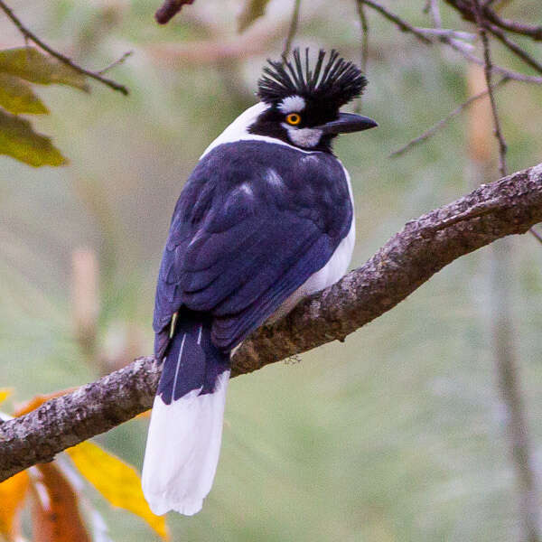 Imagem de Cyanocorax dickeyi Moore & RT 1935