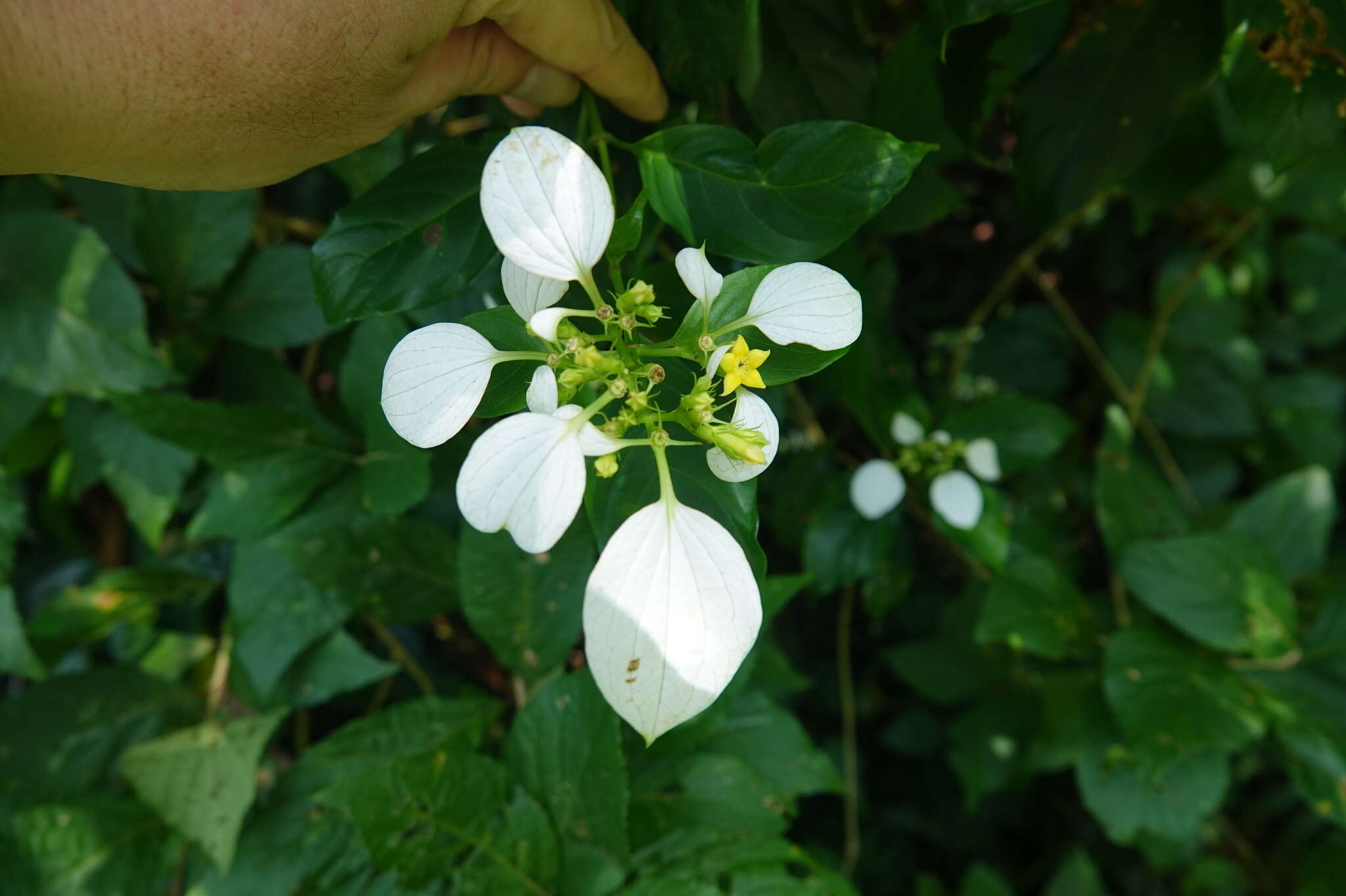 Image of Mussaenda parviflora Miq.