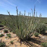 Image of Euphorbia dregeana E. Mey. ex Boiss.