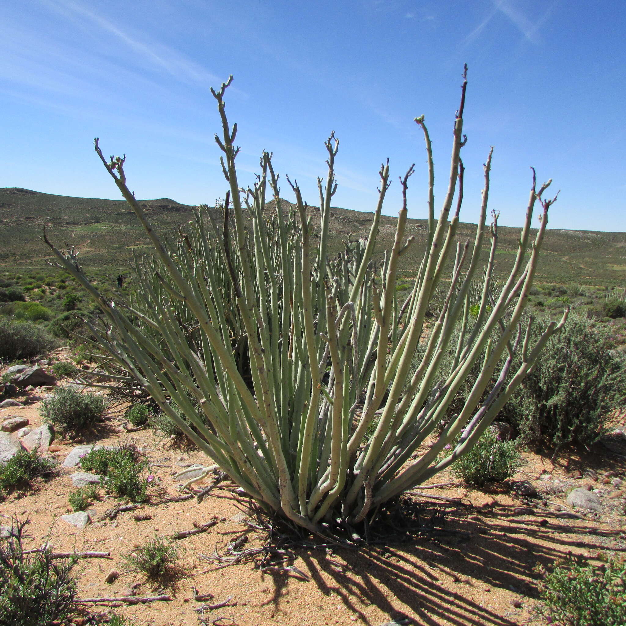 Image of Euphorbia dregeana E. Mey. ex Boiss.