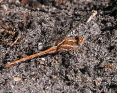 Image of Two-striped Skimmer