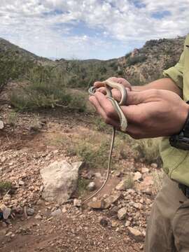 Image of Mountain Patchnose Snake