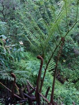 Image of angiopteris fern