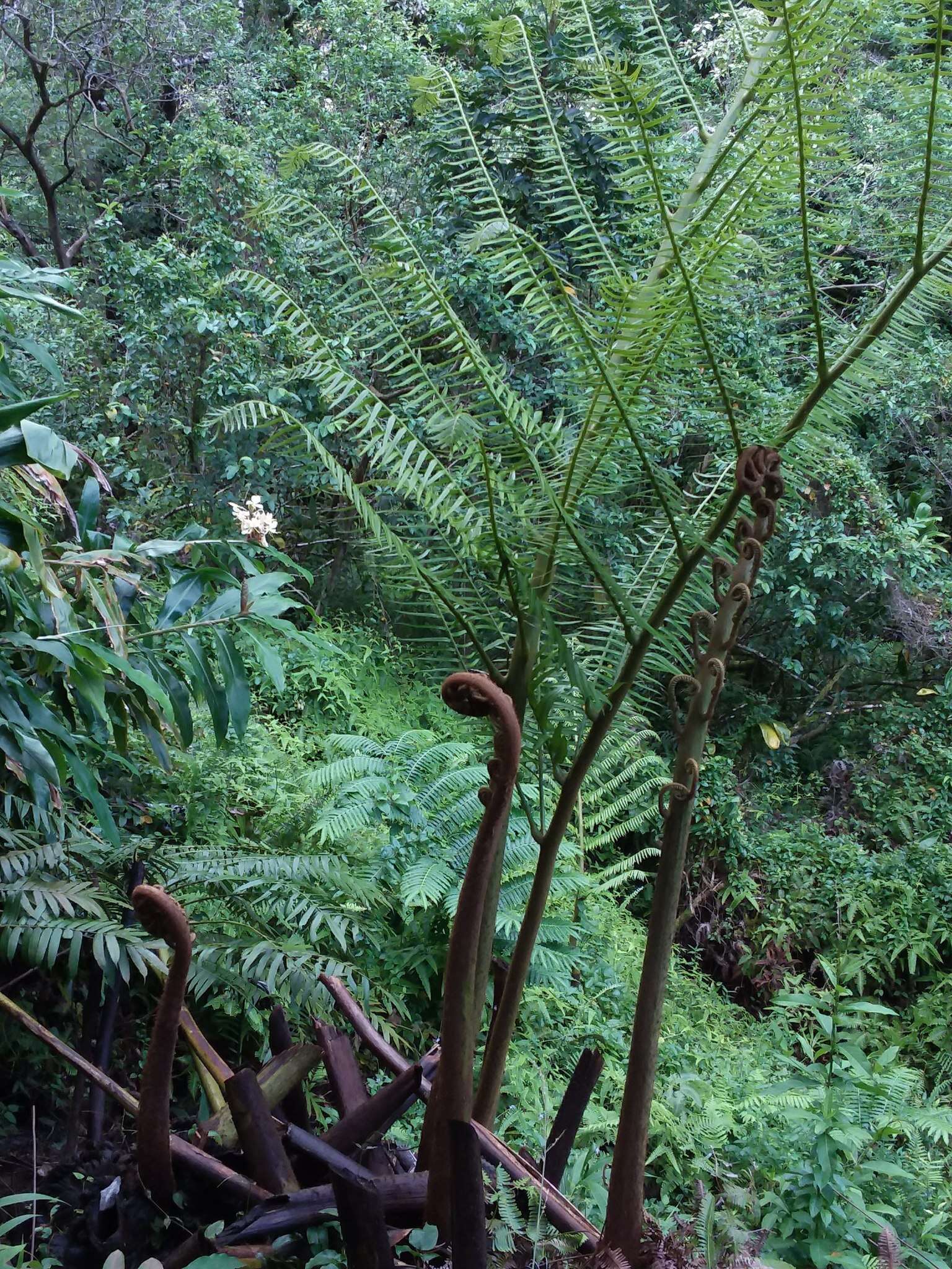 Image of angiopteris fern