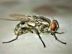 Image of Flesh fly
