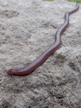 Image of Cuban Many-ringed Amphisbaena