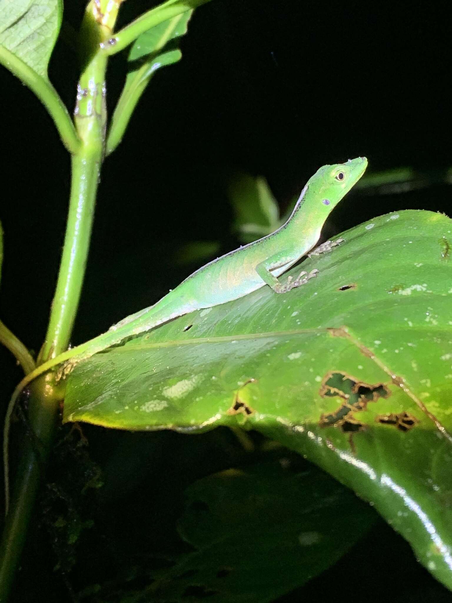 Image of Andes  Anole