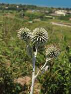 Image of Echinops grijsii Hance