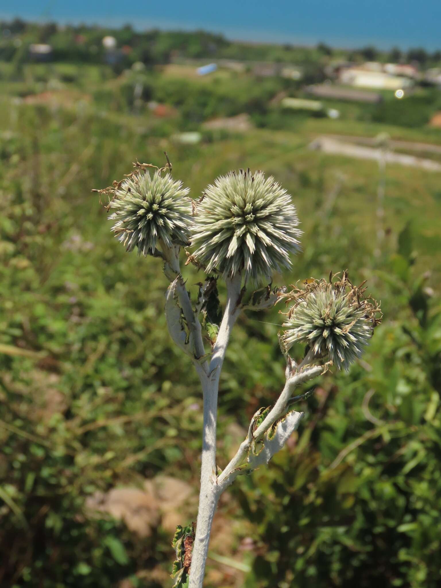 Image of Echinops grijsii Hance