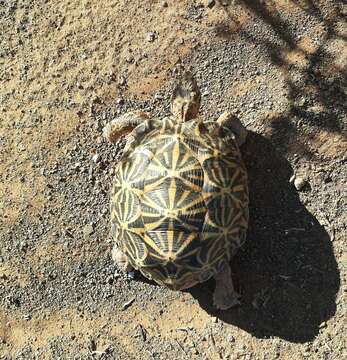 Image of Southern Tent Tortoise