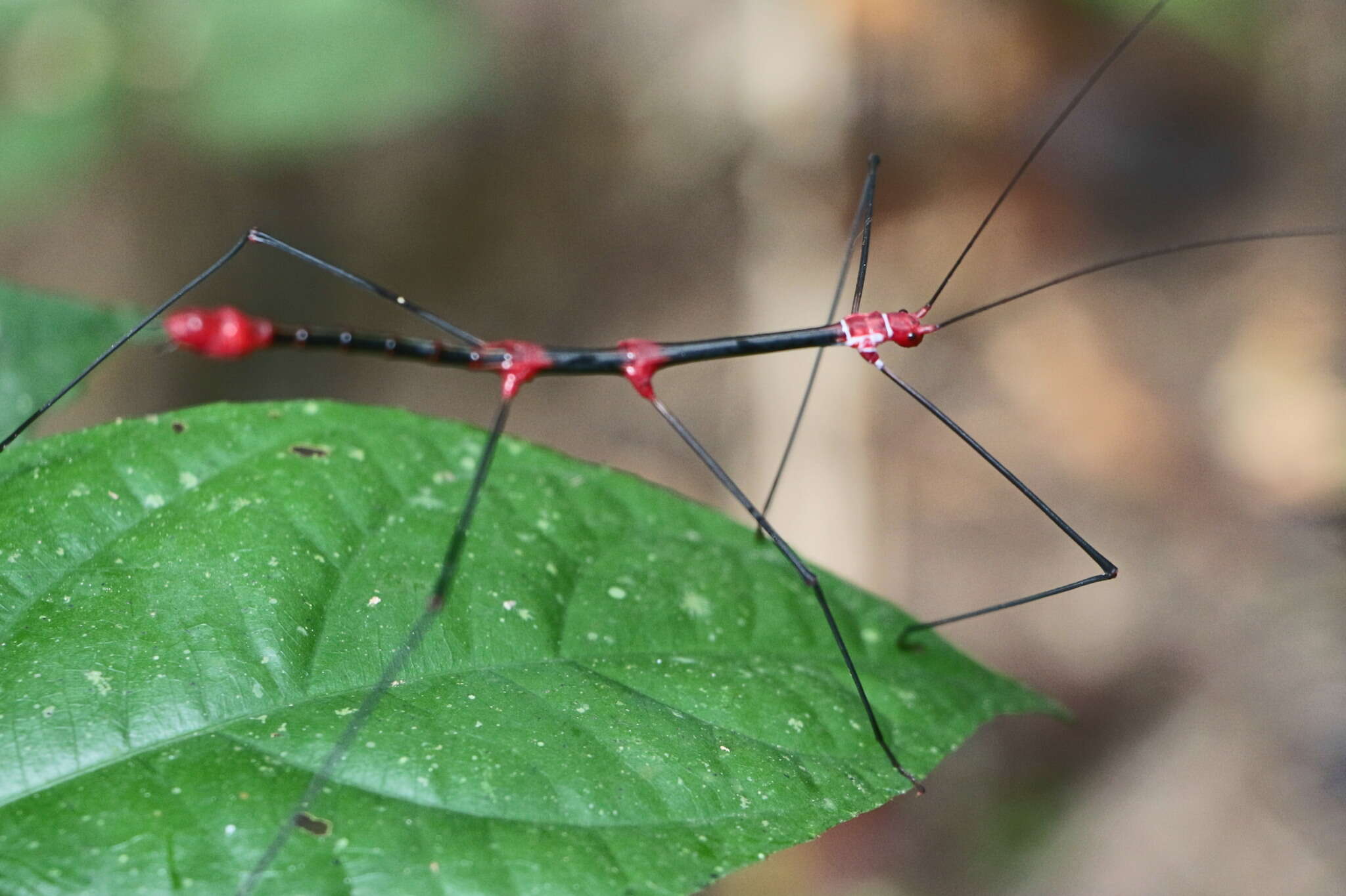 صورة Oreophoetes peruana (Saussure 1868)