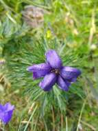 Слика од Aconitum napellus subsp. vulgare Rouy & Fouc.