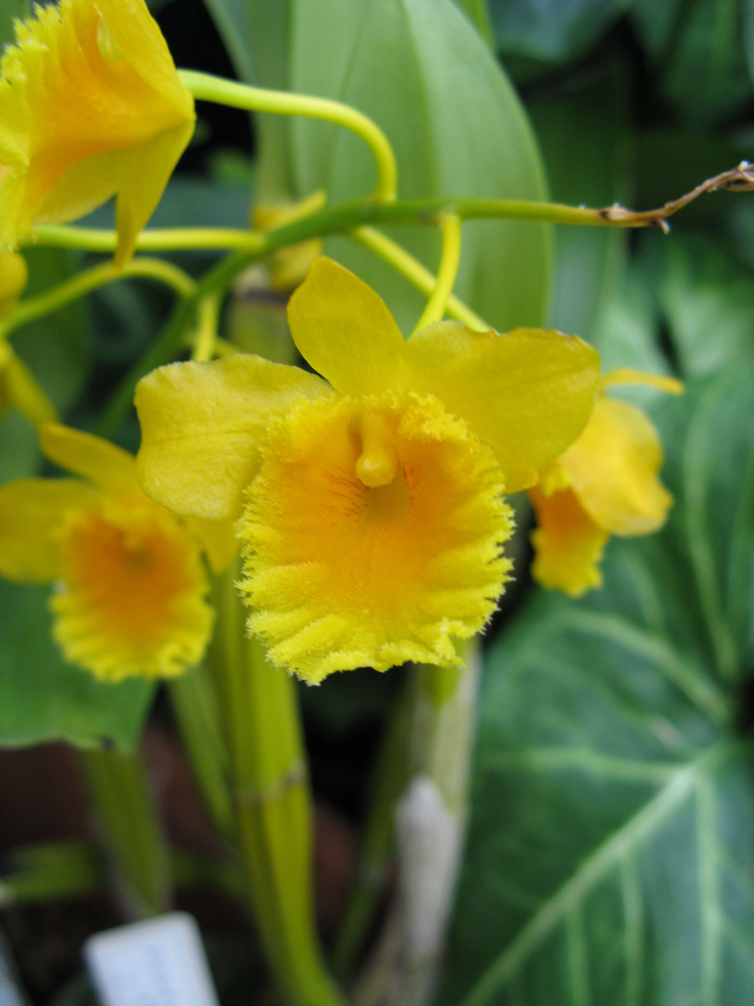 صورة Dendrobium chrysotoxum Lindl.