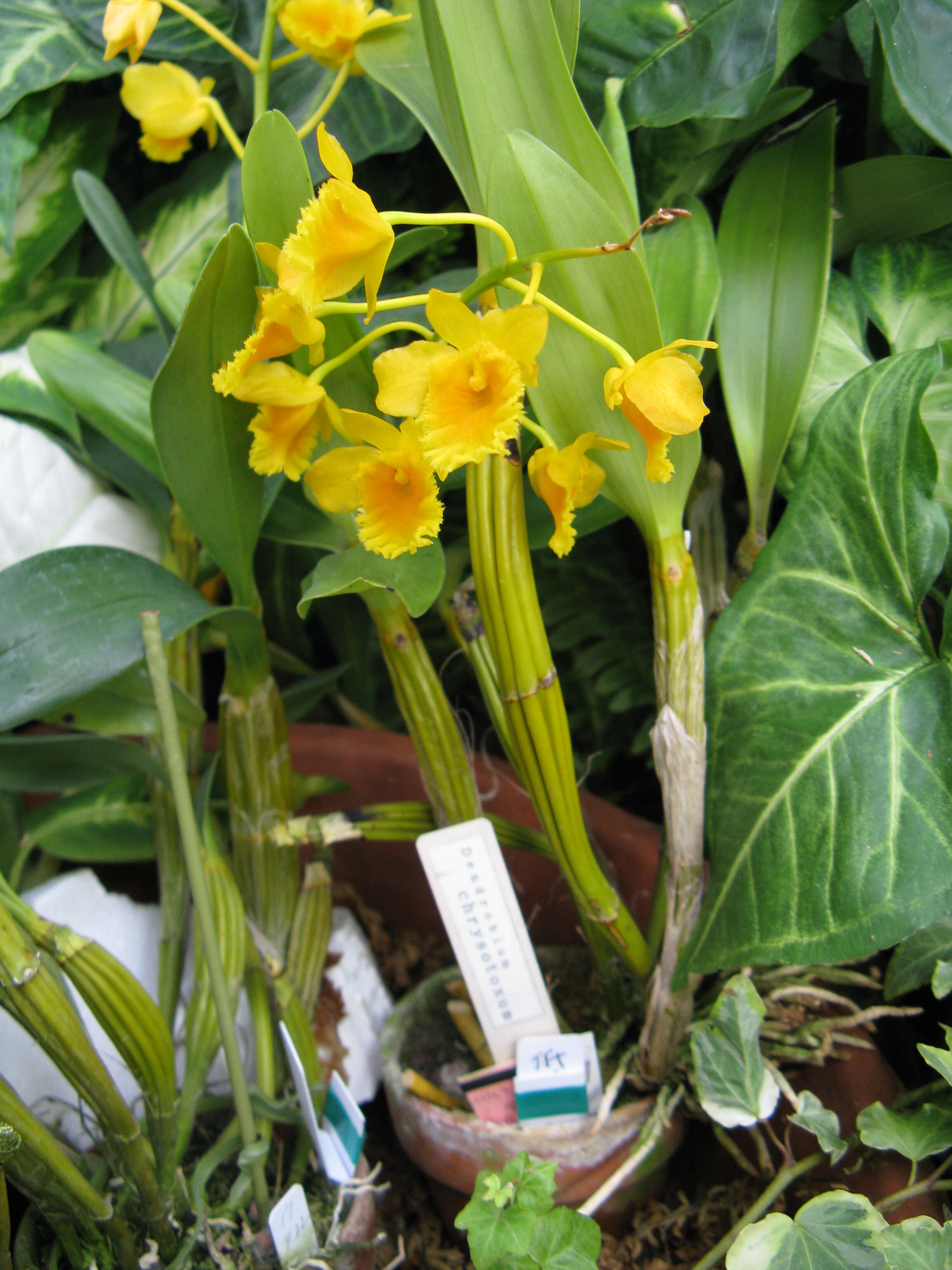 Imagem de Dendrobium chrysotoxum Lindl.