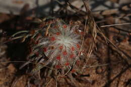 Image of Drosera broomensis Lowrie