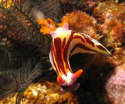 Image of Nembrotha purpureolineata O'Donoghue 1924