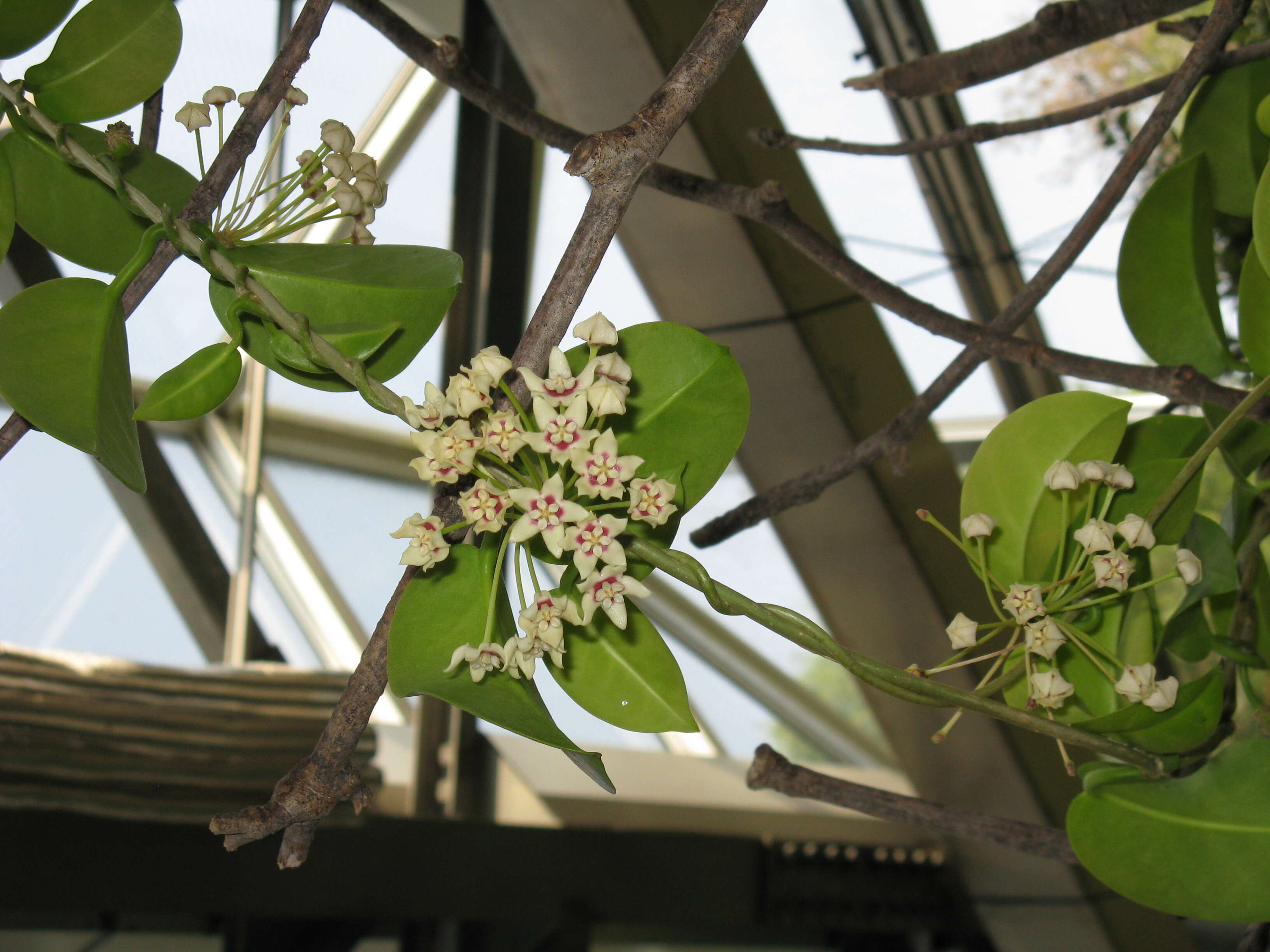 Image of Wax flower