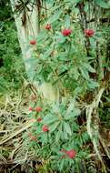 Image of Telopea oreades F. Müll.