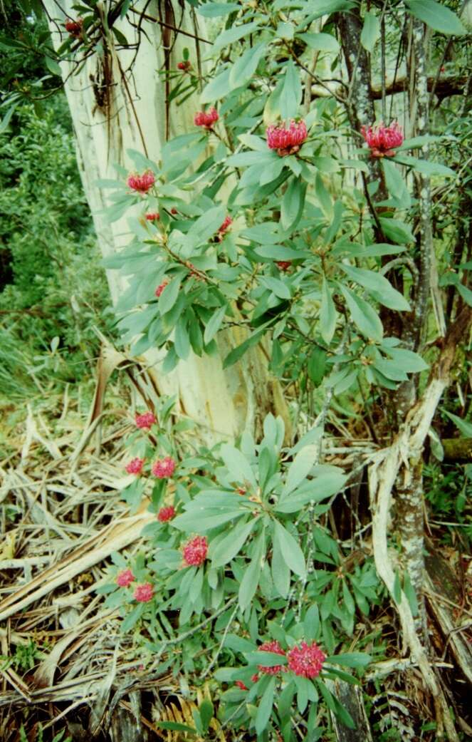 Image of Telopea oreades F. Müll.