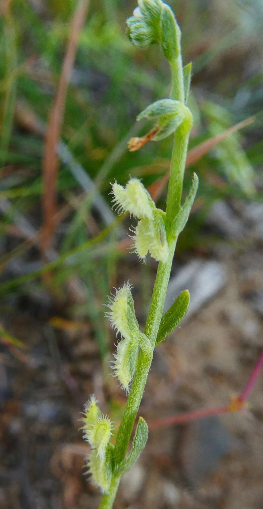 Image of sagebrush combseed