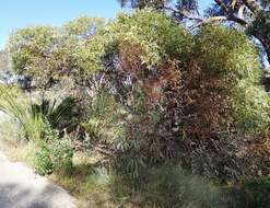 Image of Eucalyptus petrensis M. I. H. Brooker & S. D. Hopper