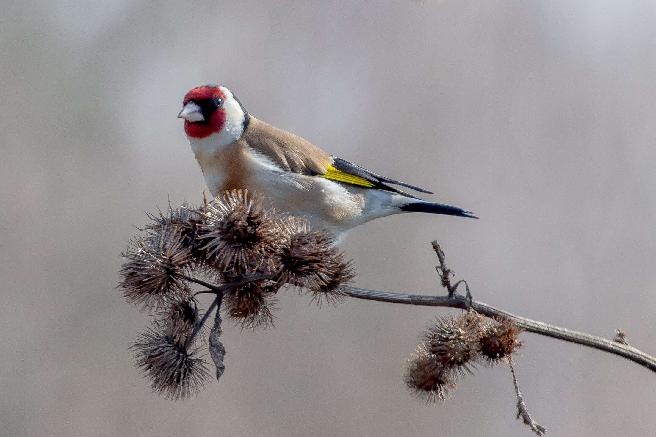 Image of European Goldfinch