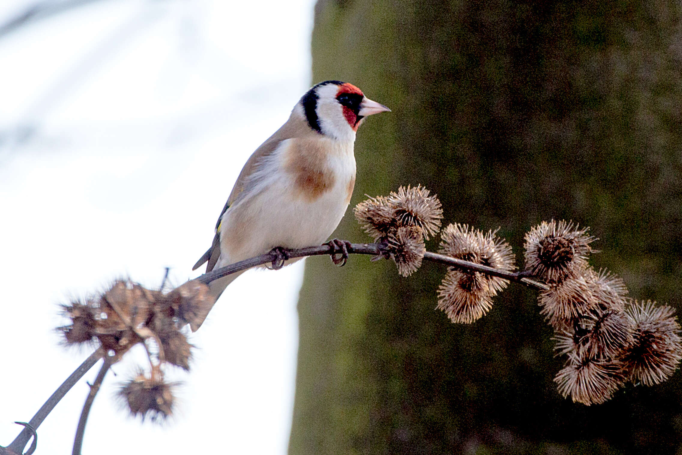 Image of European Goldfinch