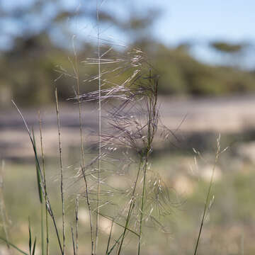 صورة Austrostipa platychaeta (Hughes) S. W. L. Jacobs & J. Everett