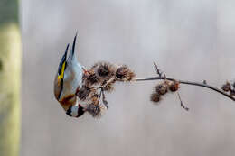 Image of European Goldfinch