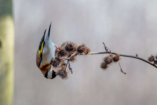 Imagem de Carduelis carduelis (Linnaeus 1758)