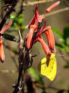 Image of Aloe monteiroi Baker