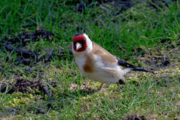 Image of European Goldfinch