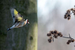 Image of European Goldfinch