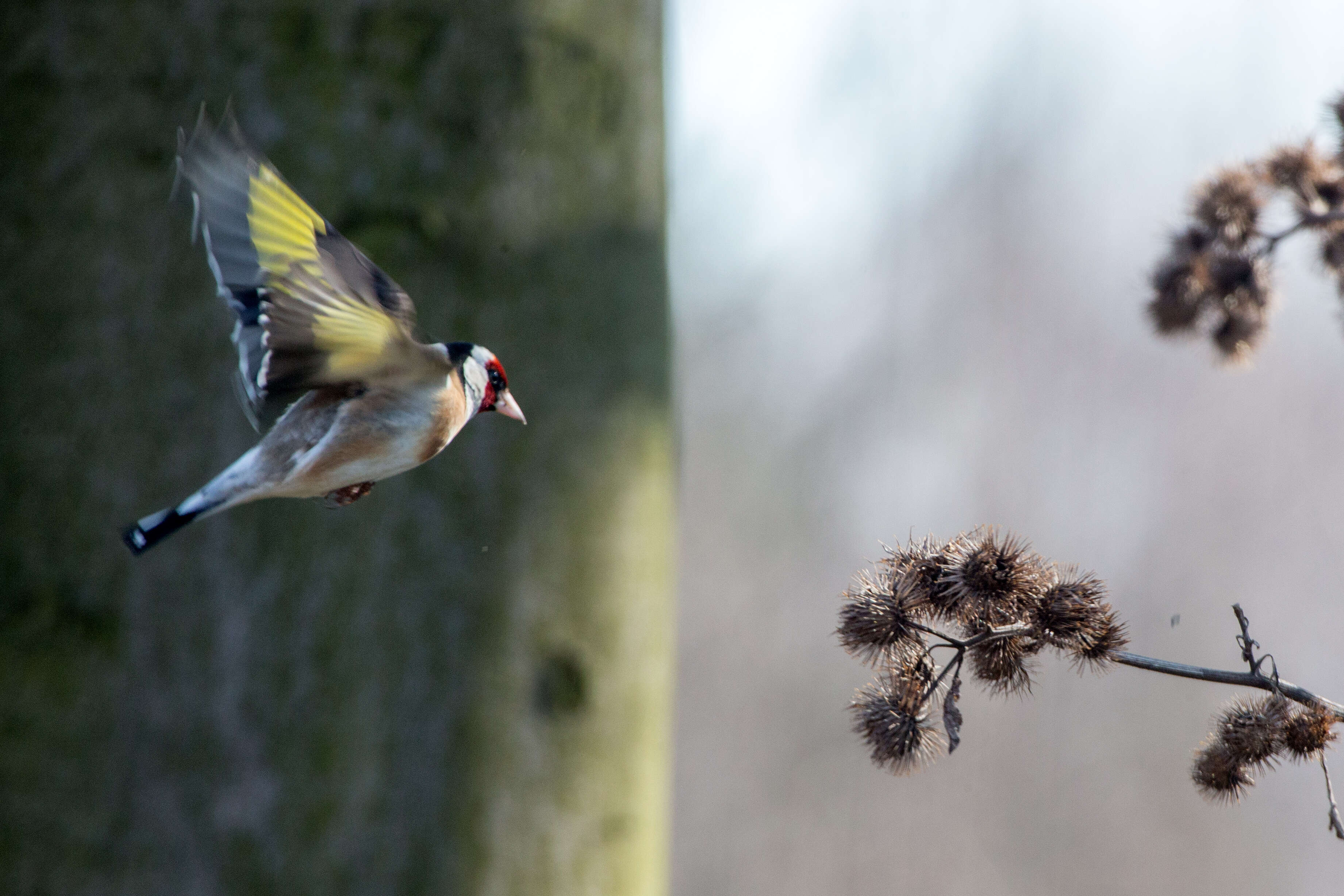 Image of European Goldfinch