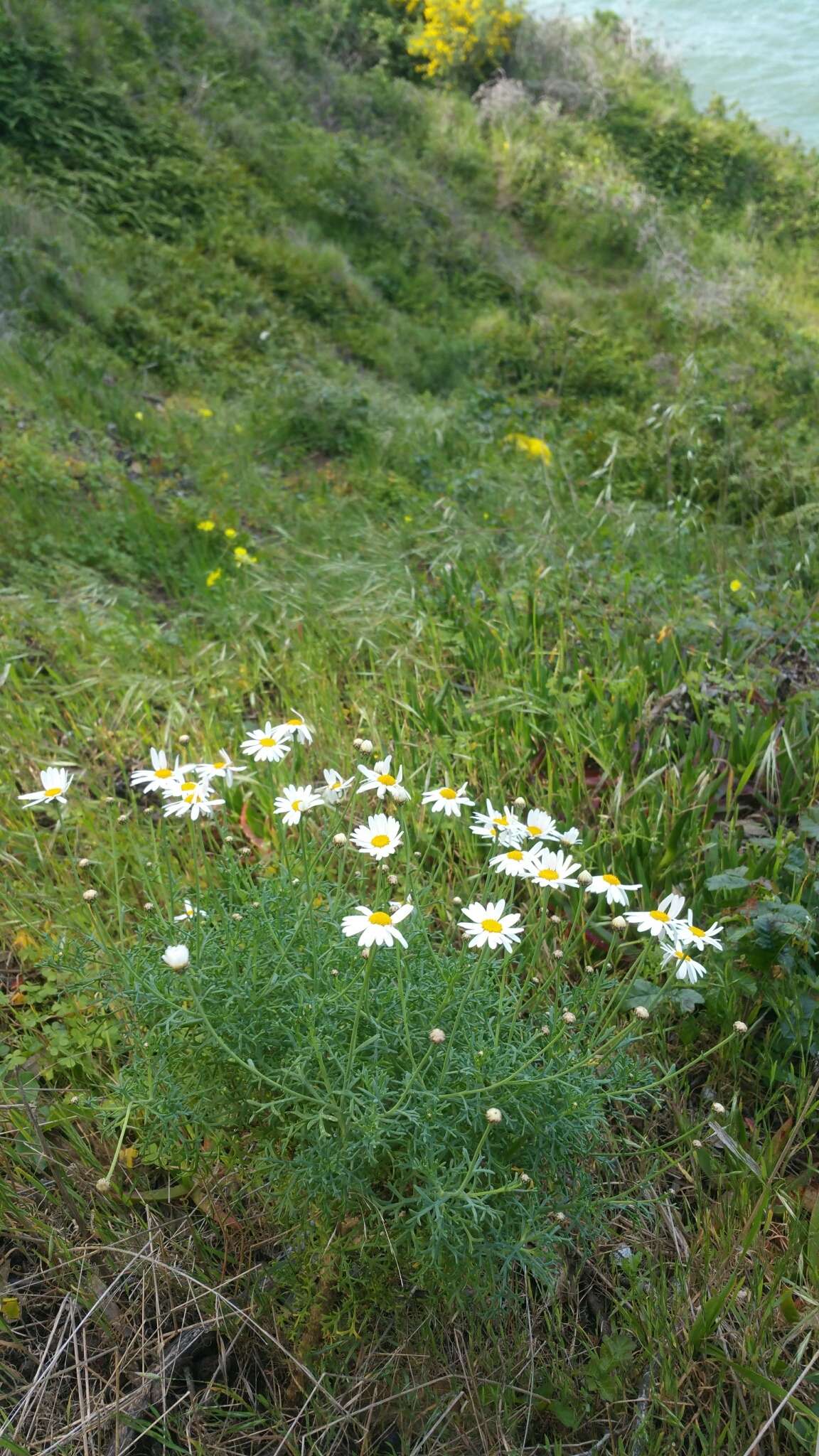 Image of Canary island marguerite