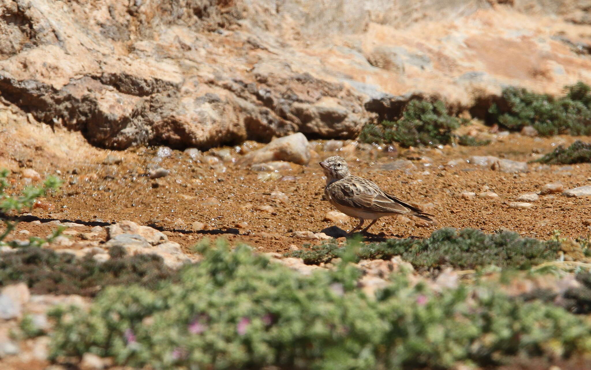 Image of Sclater's Lark